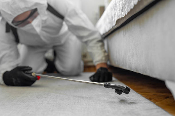Professional Ant Control technician working in Newport, VT